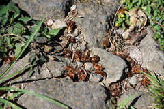 Cyclocephala complanata