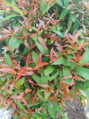 Syzygium myrtifolium