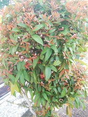 Syzygium myrtifolium
