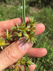 Cyperus oxylepis