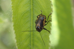 Cryptocephalus castaneus