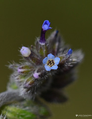Myosotis congesta
