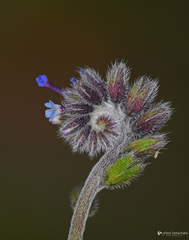 Myosotis congesta