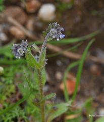 Myosotis congesta