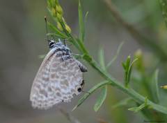 Leptotes pirithous