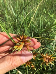 Cyperus oxylepis