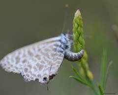 Leptotes pirithous