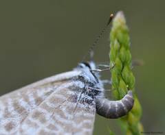 Leptotes pirithous