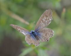 Leptotes pirithous