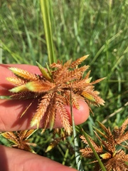 Cyperus oxylepis