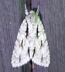 Acronicta laetifica
