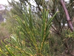 Acacia euthycarpa