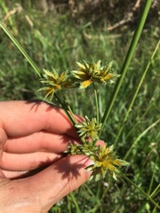 Cyperus oxylepis