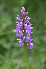 Dactylorhiza elata