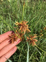 Cyperus oxylepis