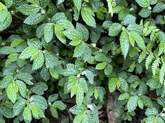 Elatostema parvum
