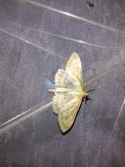 Paratalanta pandalis