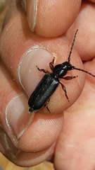 Tetropium castaneum