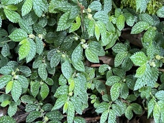 Elatostema parvum