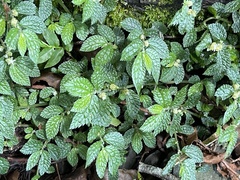Elatostema parvum