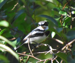 Batis molitor molitor