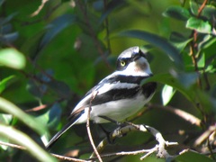 Batis molitor molitor