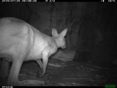 Osphranter antilopinus