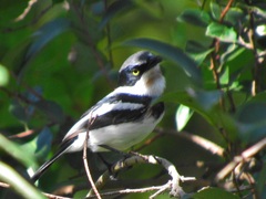 Batis molitor molitor