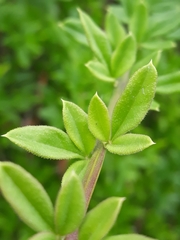 Cytisus nigricans