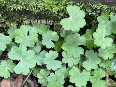 Hydrocotyle nepalensis