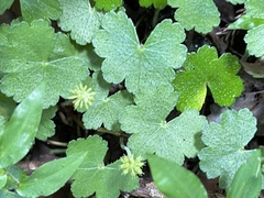 Hydrocotyle nepalensis