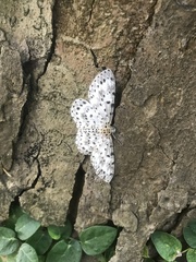 Catoria sublavaria