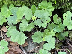 Hydrocotyle nepalensis