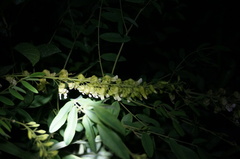 Sophora flavescens