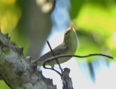 Phylloscopus nitidus