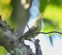 Phylloscopus nitidus