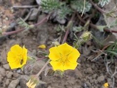 Potentilla nivea