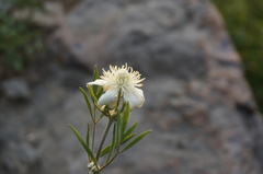 Clematis hexapetala