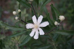 Clematis hexapetala