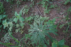 Syneilesis aconitifolia