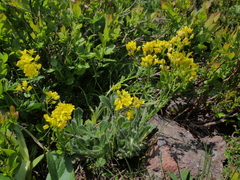 Biscutella arvernensis