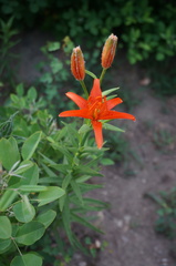 Lilium concolor