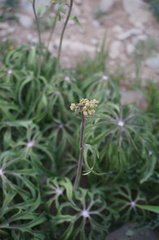 Syneilesis aconitifolia