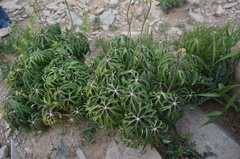 Syneilesis aconitifolia