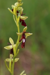 Ophrys insectifera