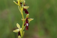 Ophrys insectifera