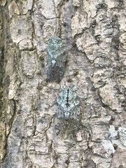 Platypleura kaempferi