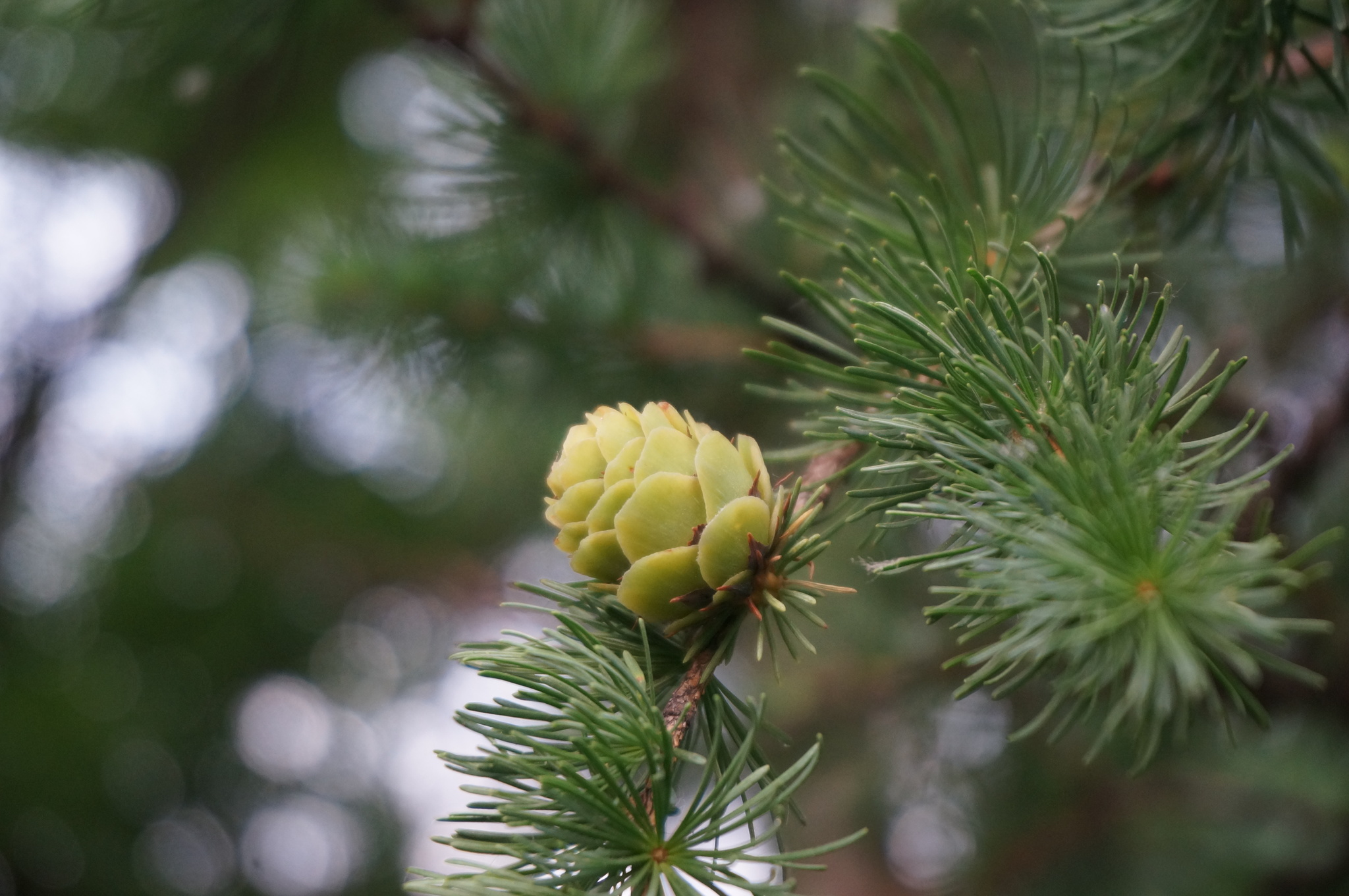 Larix gmelinii var. principisrupprechtii (Mayr) Pilg.