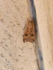 Noctua pronuba