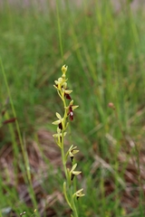 Ophrys insectifera